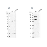 A-Raf Antibody in Western Blot (WB)