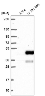 NHERF2 Antibody in Western Blot (WB)