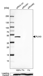 TIP47 Antibody in Western Blot (WB)