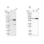 PES1 Antibody in Western Blot (WB)