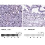 DPF3 Antibody