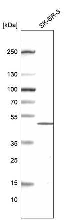 HES1 Antibody in Western Blot (WB)