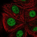 CDK10 Polyclonal Antibody