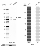 ESRP1 Antibody in Western Blot (WB)