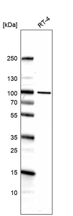 ZNF341 Antibody in Western Blot (WB)