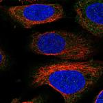 Munc13-4 Polyclonal Antibody