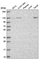 Munc13-4 Antibody in Western Blot (WB)