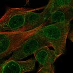 CYTL1 Polyclonal Antibody