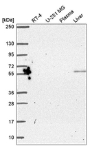 PYROXD2 Antibody in Western Blot (WB)