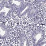 LRRC27 Polyclonal Antibody