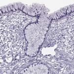 RDM1 Antibody in Immunohistochemistry (Paraffin) (IHC (P))
