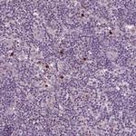 SLAMF8 Antibody in Immunohistochemistry (Paraffin) (IHC (P))