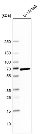 PARP3 Antibody in Western Blot (WB)