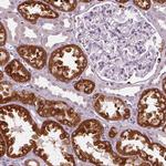NAT8 Antibody in Immunohistochemistry (Paraffin) (IHC (P))