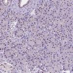 BCAS2 Antibody in Immunohistochemistry (Paraffin) (IHC (P))
