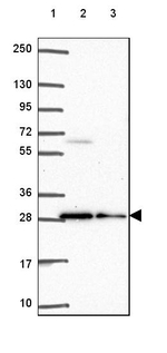 BCAS2 Antibody in Western Blot (WB)