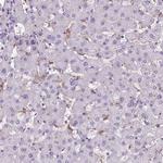 AIM Antibody in Immunohistochemistry (Paraffin) (IHC (P))