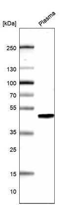 AIM Antibody in Western Blot (WB)