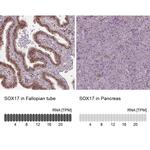 SOX17 Antibody