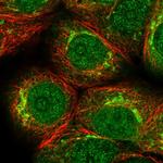 PKMYT1 Polyclonal Antibody