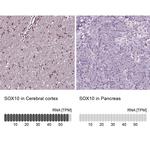 SOX10 Antibody
