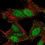 L3MBTL4 Antibody in Immunocytochemistry (ICC/IF)