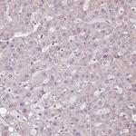 LFNG Antibody in Immunohistochemistry (Paraffin) (IHC (P))
