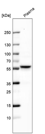 LFNG Antibody in Western Blot (WB)