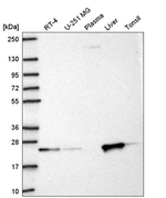 KBTBD8 Antibody in Western Blot (WB)