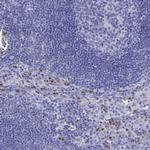 CD150 Antibody in Immunohistochemistry (Paraffin) (IHC (P))