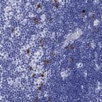 CD150 Polyclonal Antibody