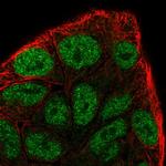 Cyclin C Polyclonal Antibody