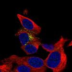 B3GAT1 Polyclonal Antibody