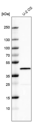 MKP-1 Antibody in Western Blot (WB)