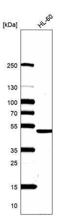 hnRNP F Antibody in Western Blot (WB)