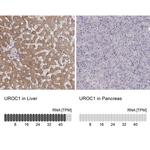 UROC1 Antibody