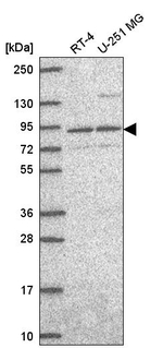 SEC23B Antibody in Western Blot (WB)