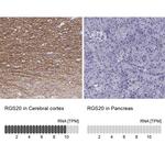 RGS20 Antibody