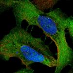 WDR1 Polyclonal Antibody