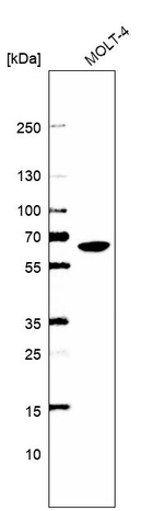 WDR1 Antibody in Western Blot (WB)