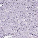 SHIP1 Antibody in Immunohistochemistry (Paraffin) (IHC (P))