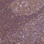 SHIP1 Antibody in Immunohistochemistry (Paraffin) (IHC (P))