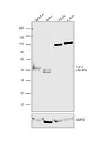 TCF7 Antibody in Western Blot (WB)