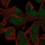 INO80B Polyclonal Antibody