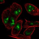 Ninein Polyclonal Antibody