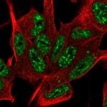 SYF2 Polyclonal Antibody