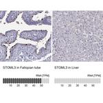 STOML3 Antibody