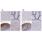WFDC8 Polyclonal Antibody