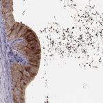 WFDC8 Antibody in Immunohistochemistry (Paraffin) (IHC (P))