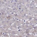 WFDC8 Antibody in Immunohistochemistry (Paraffin) (IHC (P))